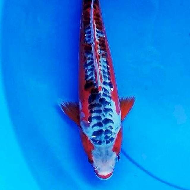 HanSi 27cm