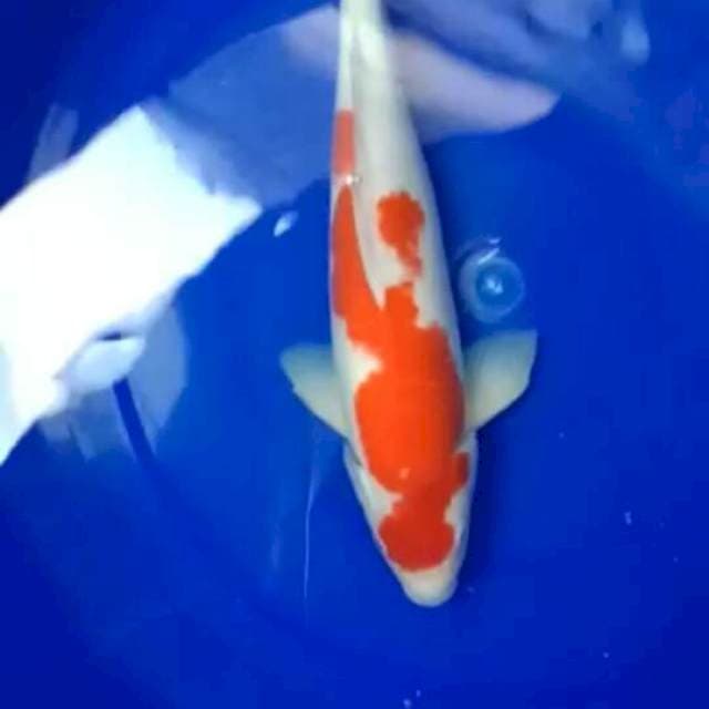 Kohaku f1 41 cm