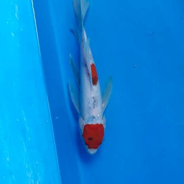 Tancho kumpay