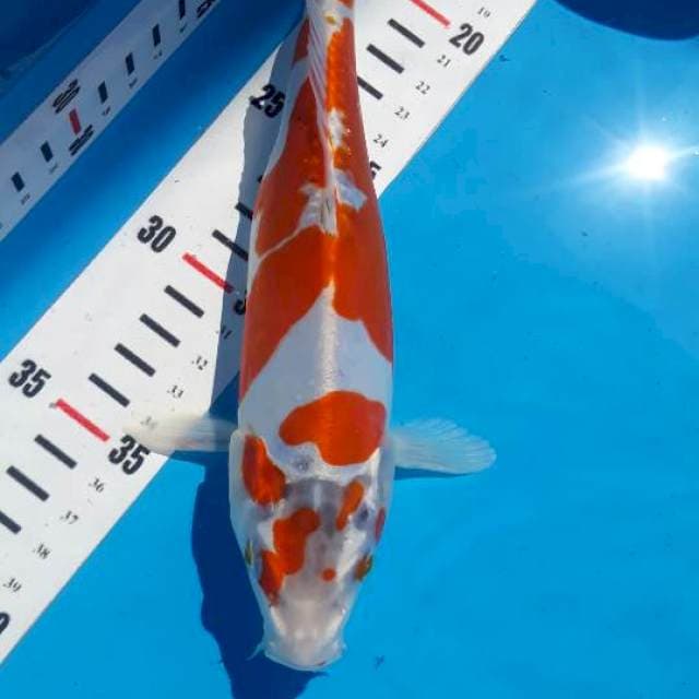 Kujaku doitsu 23cm