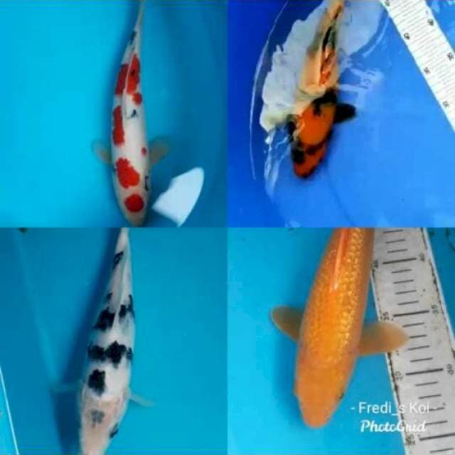 Mix koi