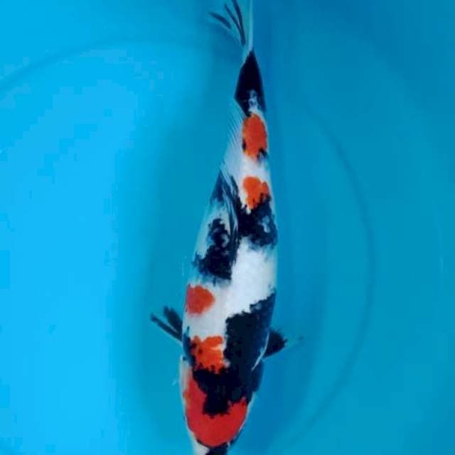 Kindai ahowa betina 35cm