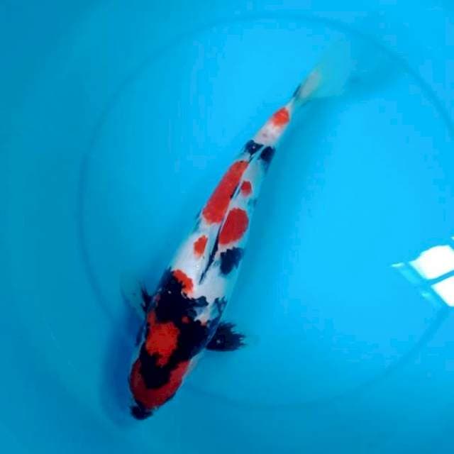 Kindai showa 35cm