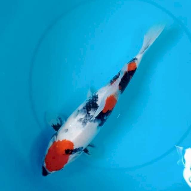 Kindai showa 35cm
