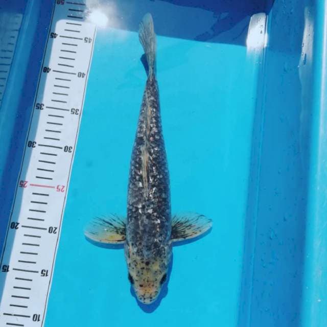 Male ginrin 35