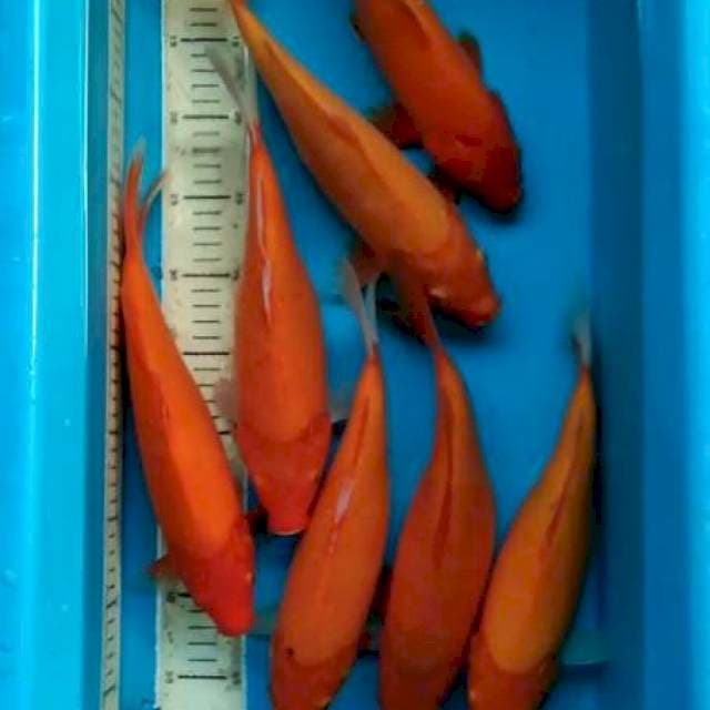 MERAH CAMPUR SZ 32-34 CM 7 EKOR