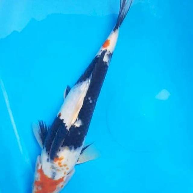 Maruten showa motogoro 20cm