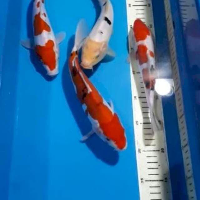 BEKKO SANKE DOITSU 23-27 CM
4 EKOR