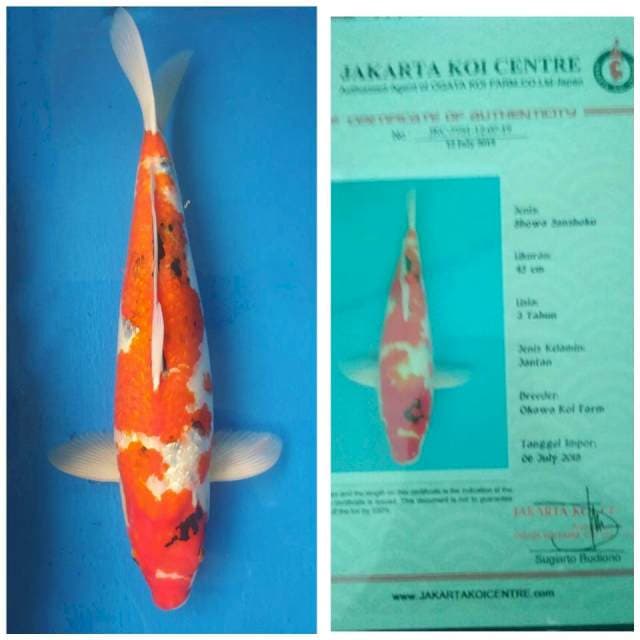Okawa Jumbo Female Showa Ginrin