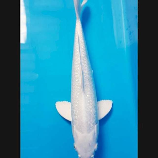 Platinum ginrin 32cm male