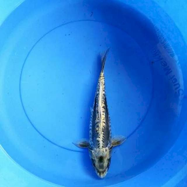 Kawarimono 33 cm