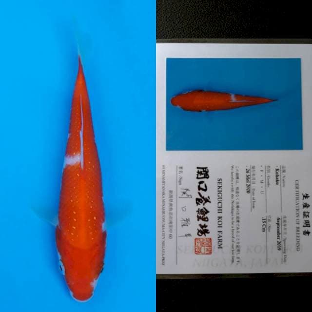 Sekiguchi kohaku 15cm sertifikat