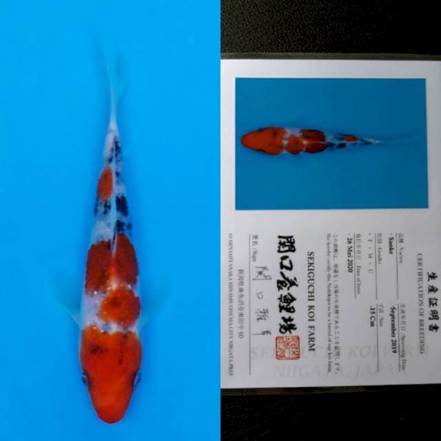 Sekiguchi sanke 15cm sertifikat