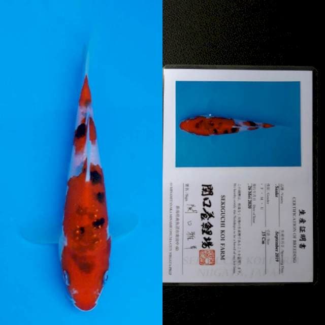 Sekiguchi sanke 15cm sertifikat