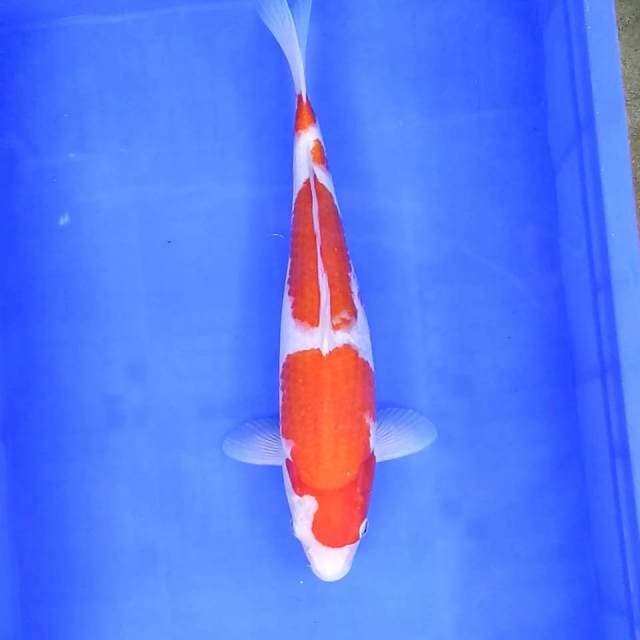 4. Big Kohaku Step || 38 cm
