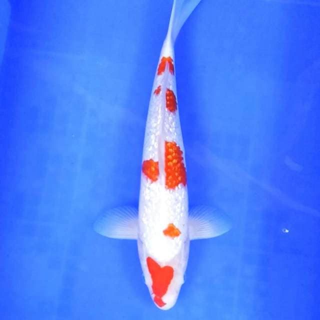 5. Kohaku Ginrin || 37 cm || Jantan