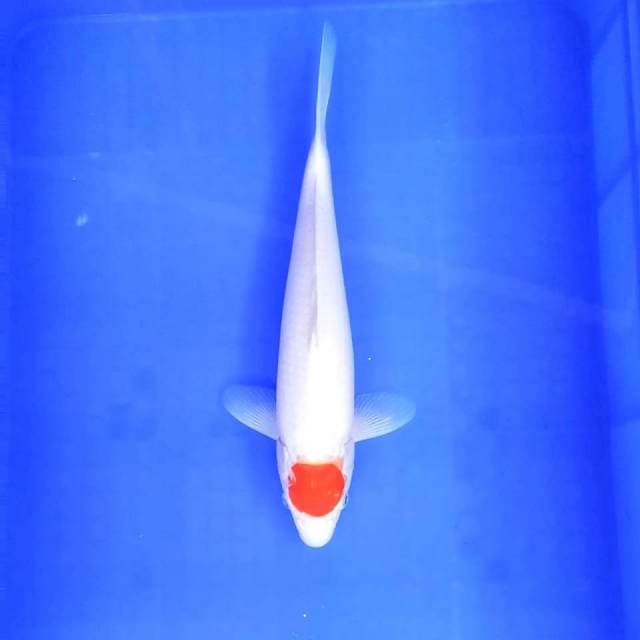 6. Tancho || 33 cm