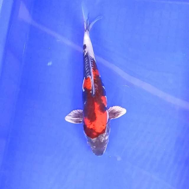 Doitsu Showa // 26cm