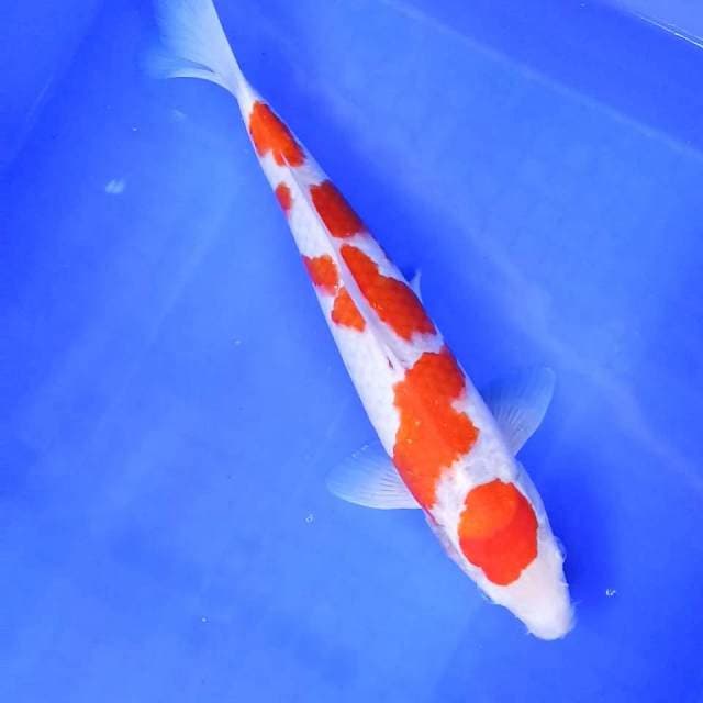 Kohaku // 33cm
