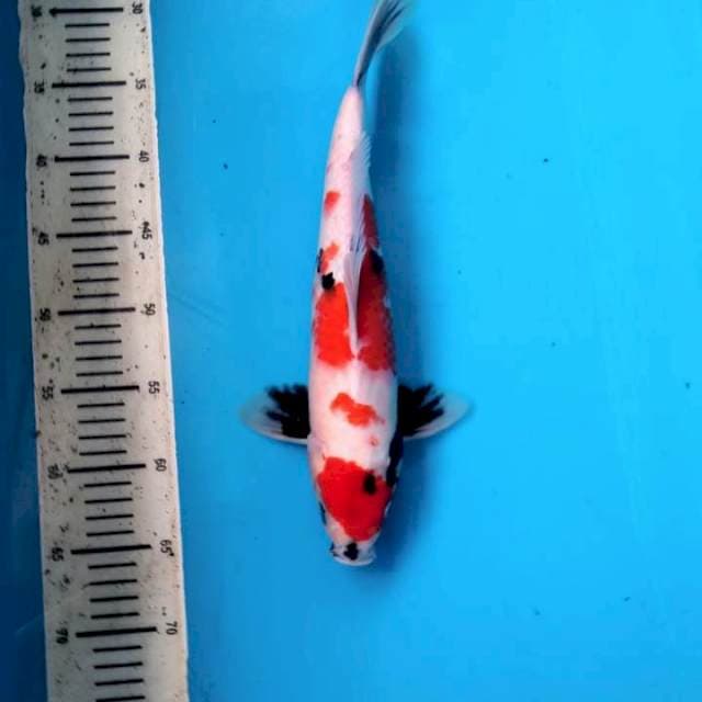 Maruten Showa 36 cm