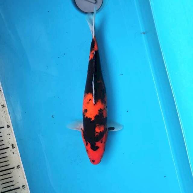 Hi showa 36cm female
