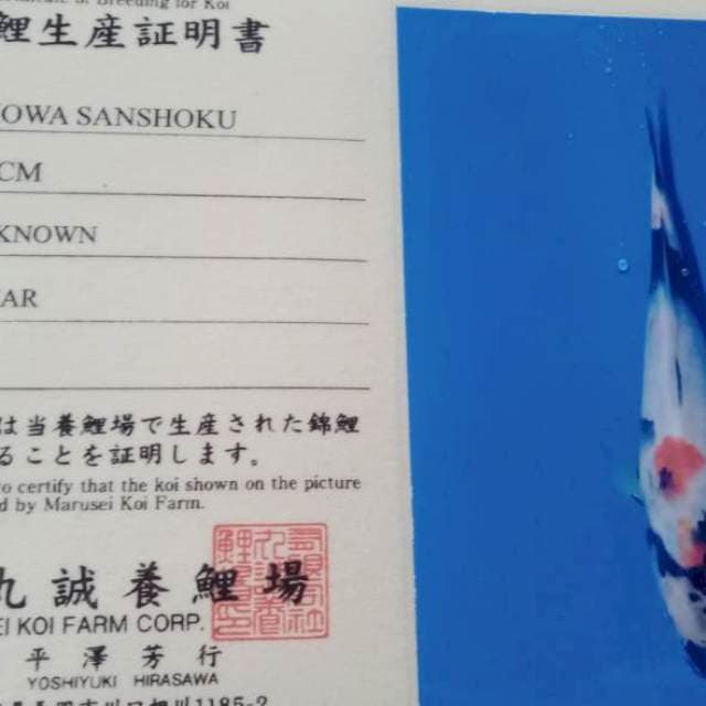 Showa import marusei tosai