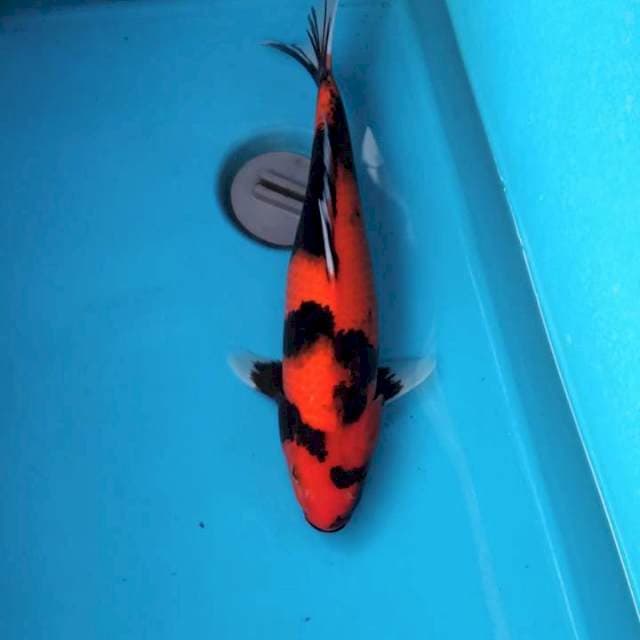 Hi showa 37cm Male