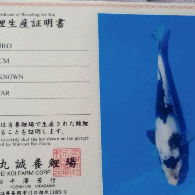 Shiro marusei farm