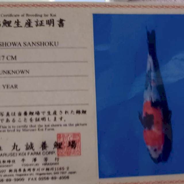 Showa import marusei farm