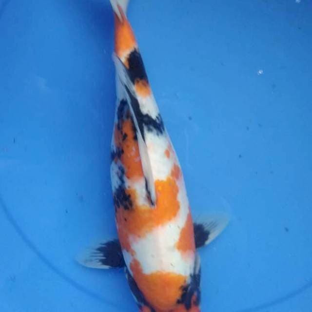 SOWA BULKY PUNUK