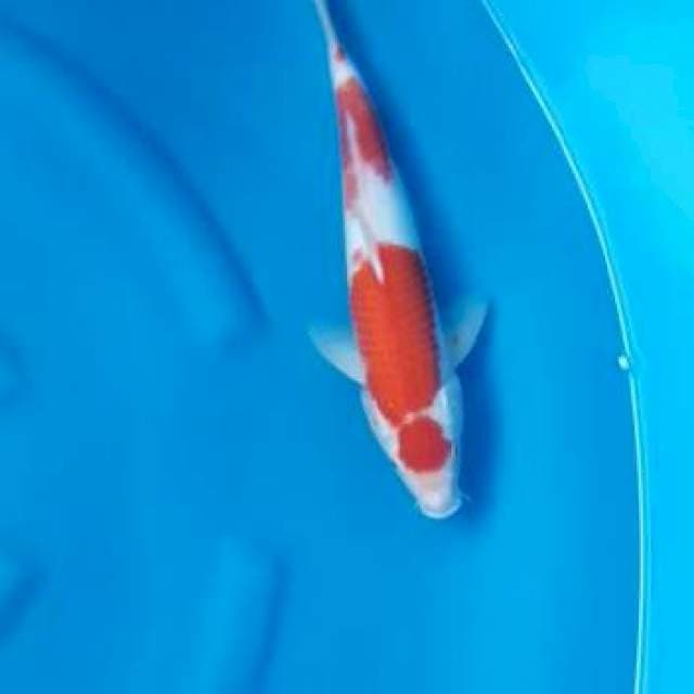 Kohaku siiippp jozzz