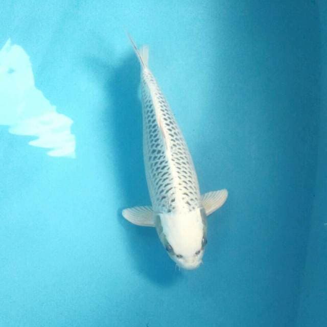 Kin Matsuba, male 35 cm
