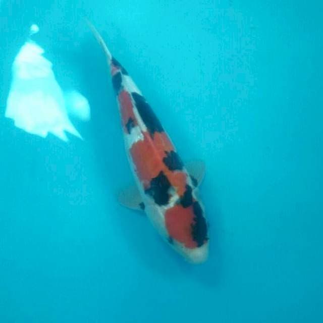Showa Doitsu, 33 cm