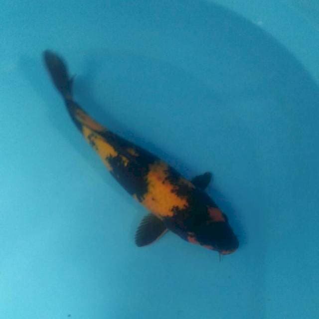 Hiu, 33 cm