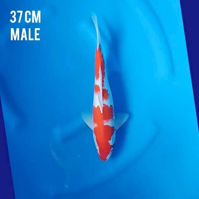Kohaku 37cm