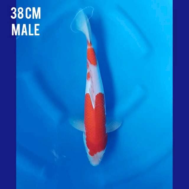 Kohaku 38cm