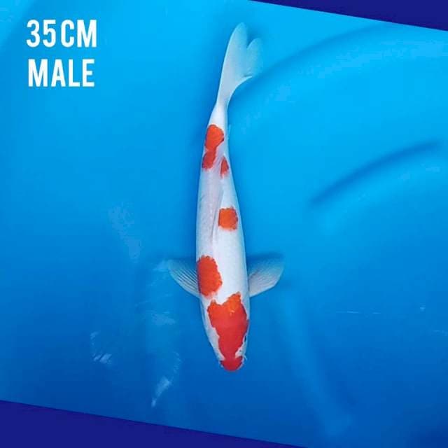 Kohaku 35cm