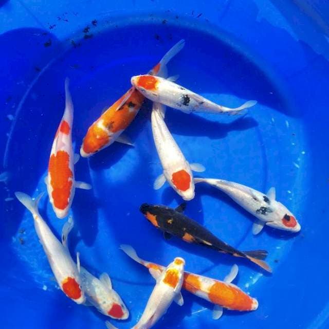 Perak kohaku sanke
