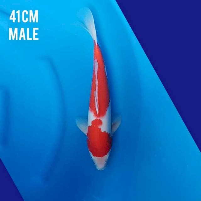 Kohaku 41cm