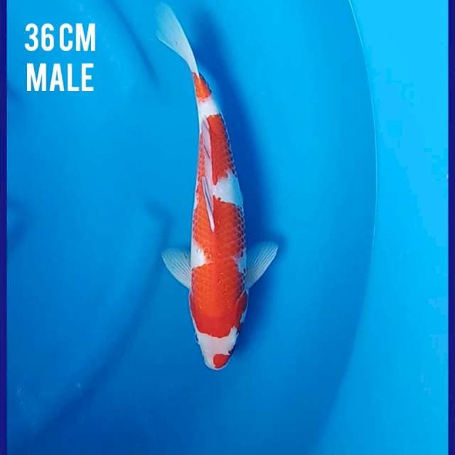 Kohaku 36cm