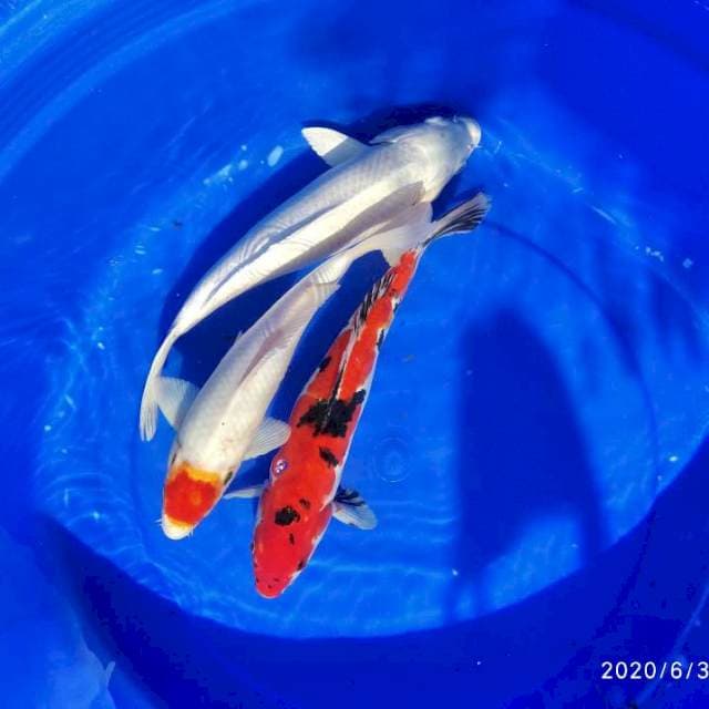 Kohaku sanke perak