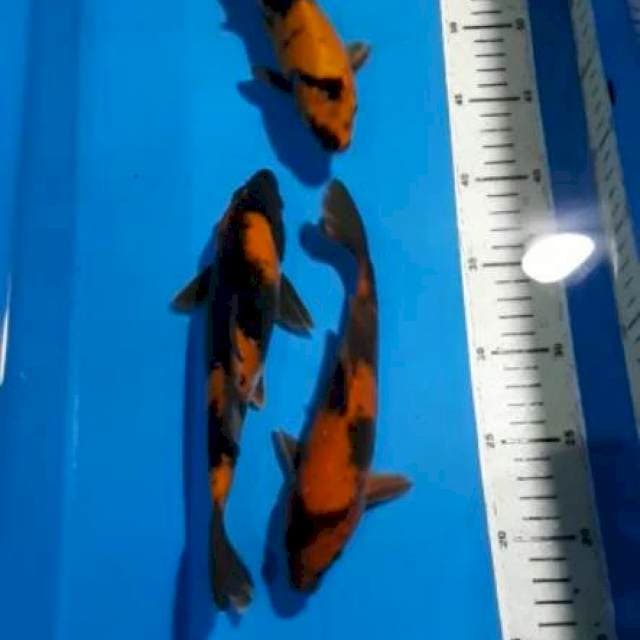 HI UTSURI 22-23 CM