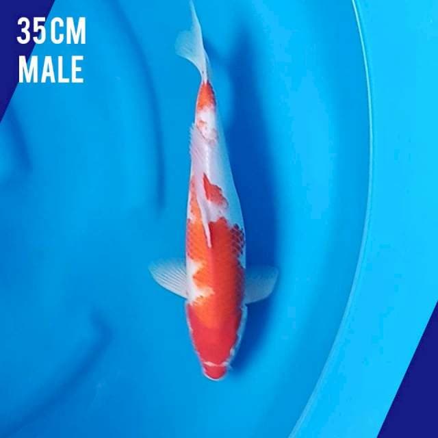 Kohaku 35cm