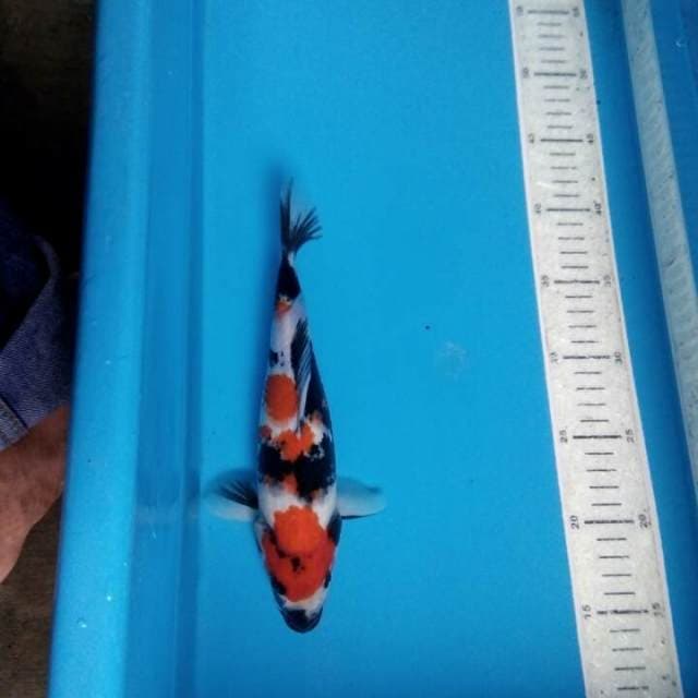Showa 25cm