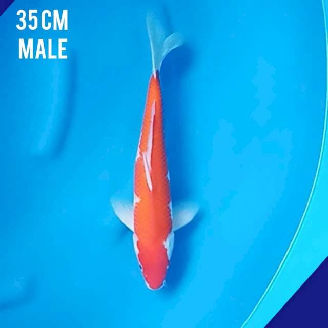 Kohaku 35cm