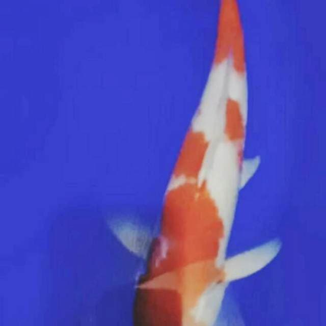 Kohaku f1 36 cm