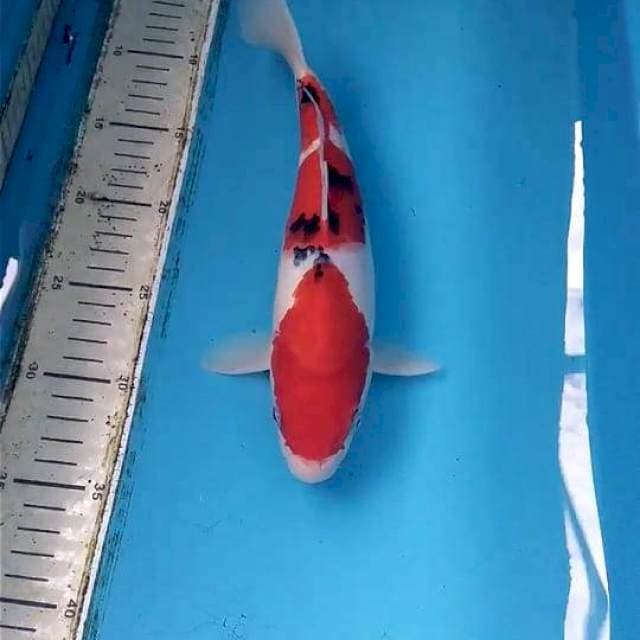 Sanke 26cm