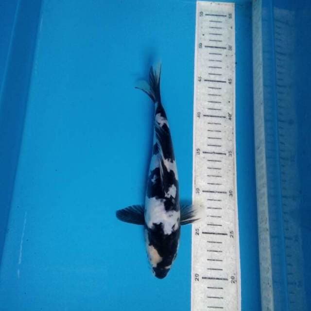 Shiro do it su 26cm