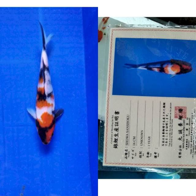 Showa marusei serti