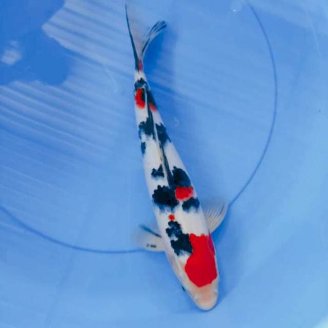 sanke 34cm